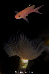 double exposure: the anthias and the serpulid worm by Fuster Luc 